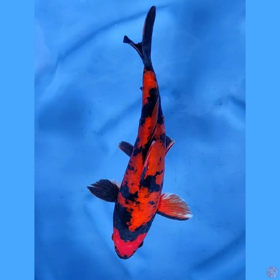 30CM # DOITSU UTSURI - M