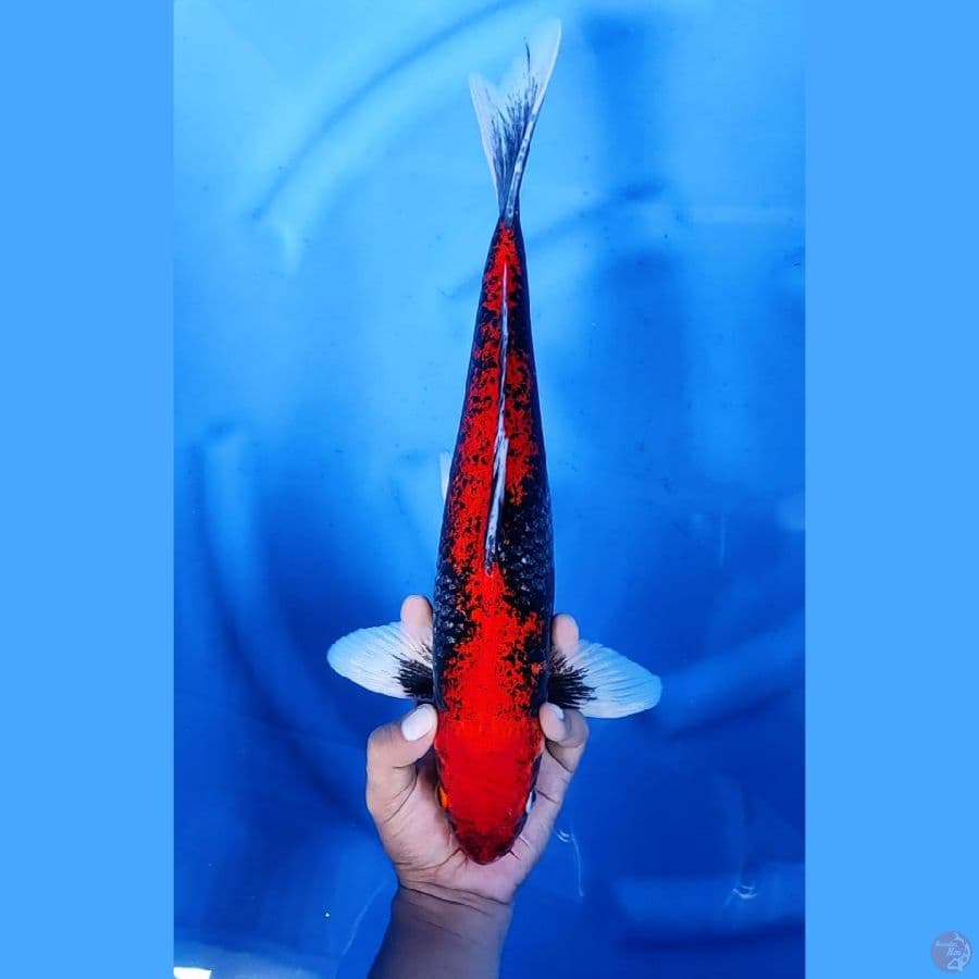 40CM # BENIMATSUKAWABAKE - M
