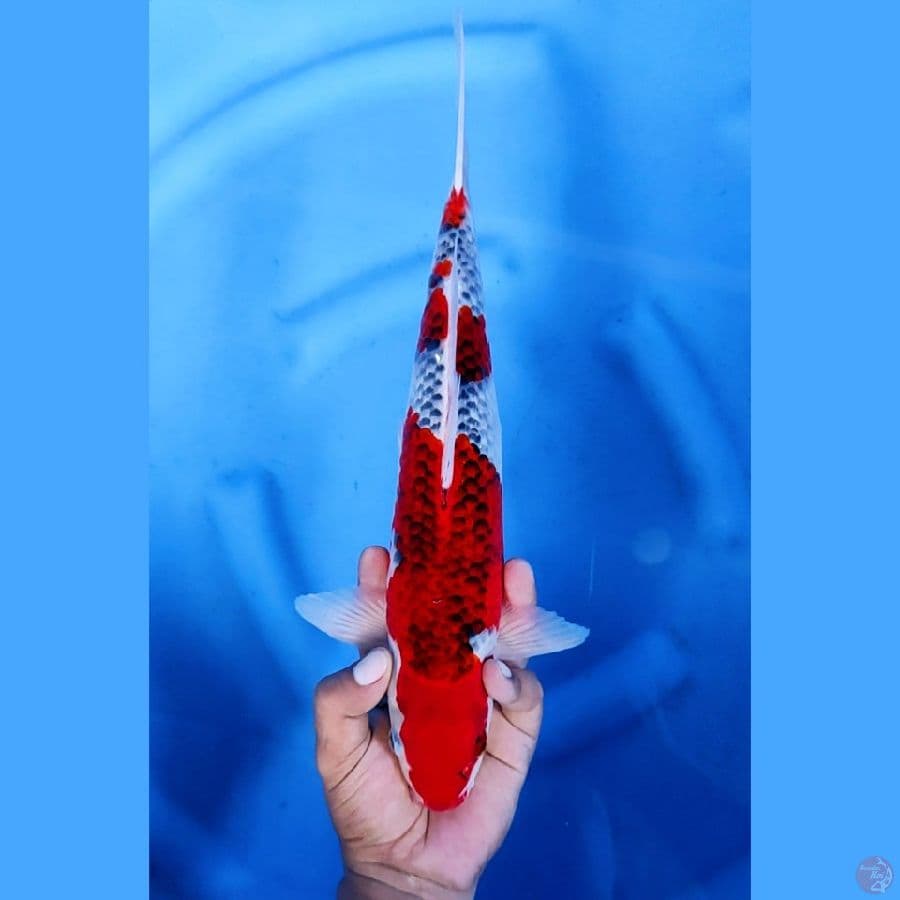36CM # GOSHIKI - M