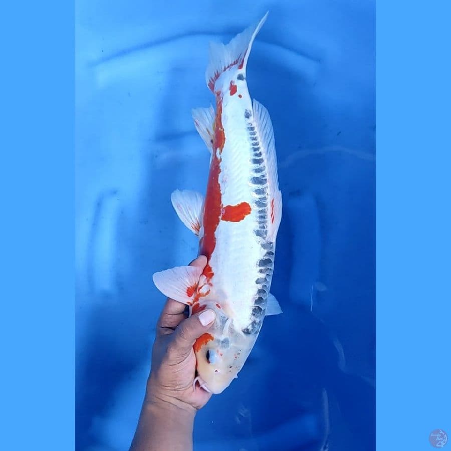 46CM # JUMBO SHUSUI - M