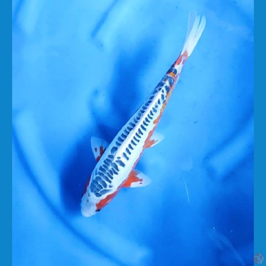 33CM # HANA SHUSUI - M