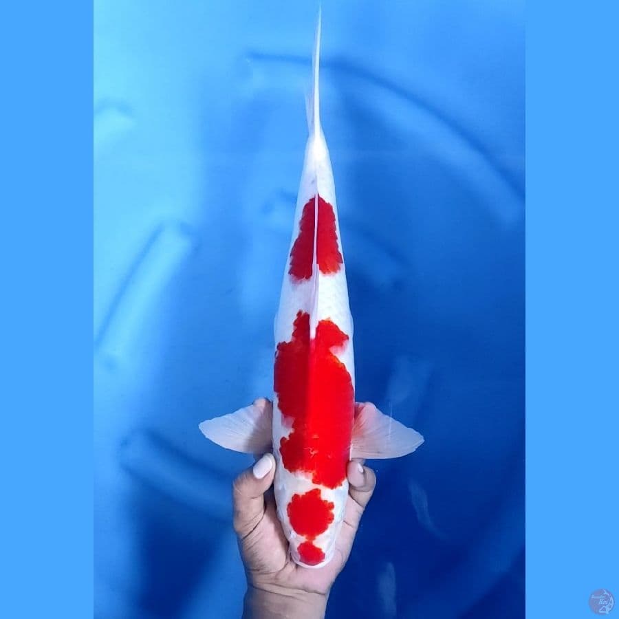 45BU / 43CM # JUMBO KOHAKU - M