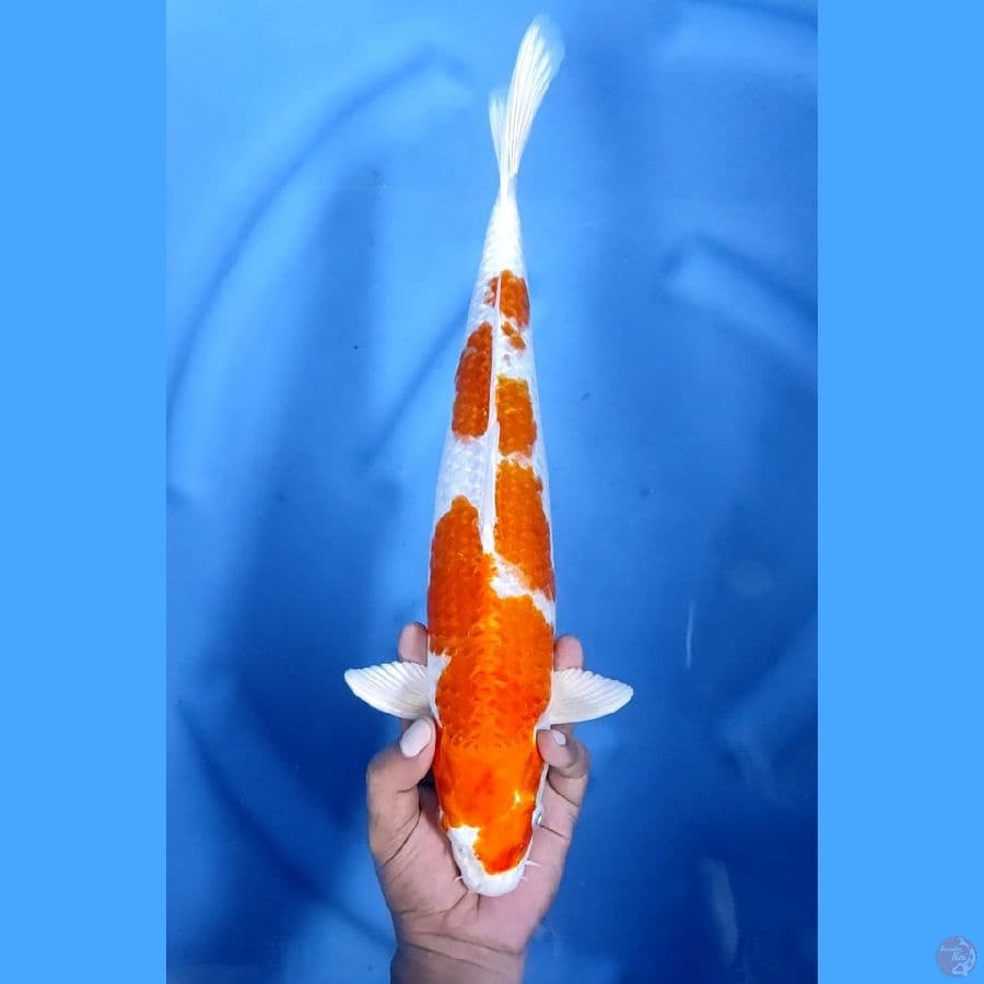 41CM # HIKARI MOYOMONO - F
