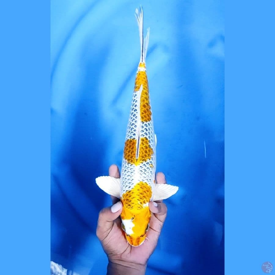 35CM # YELLOW KUJAKU - M