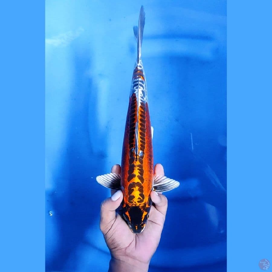 33CM # KAWARIMONO - M