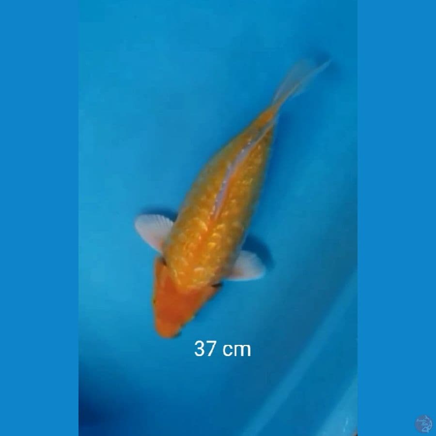 Short Body Karashi 37 cm