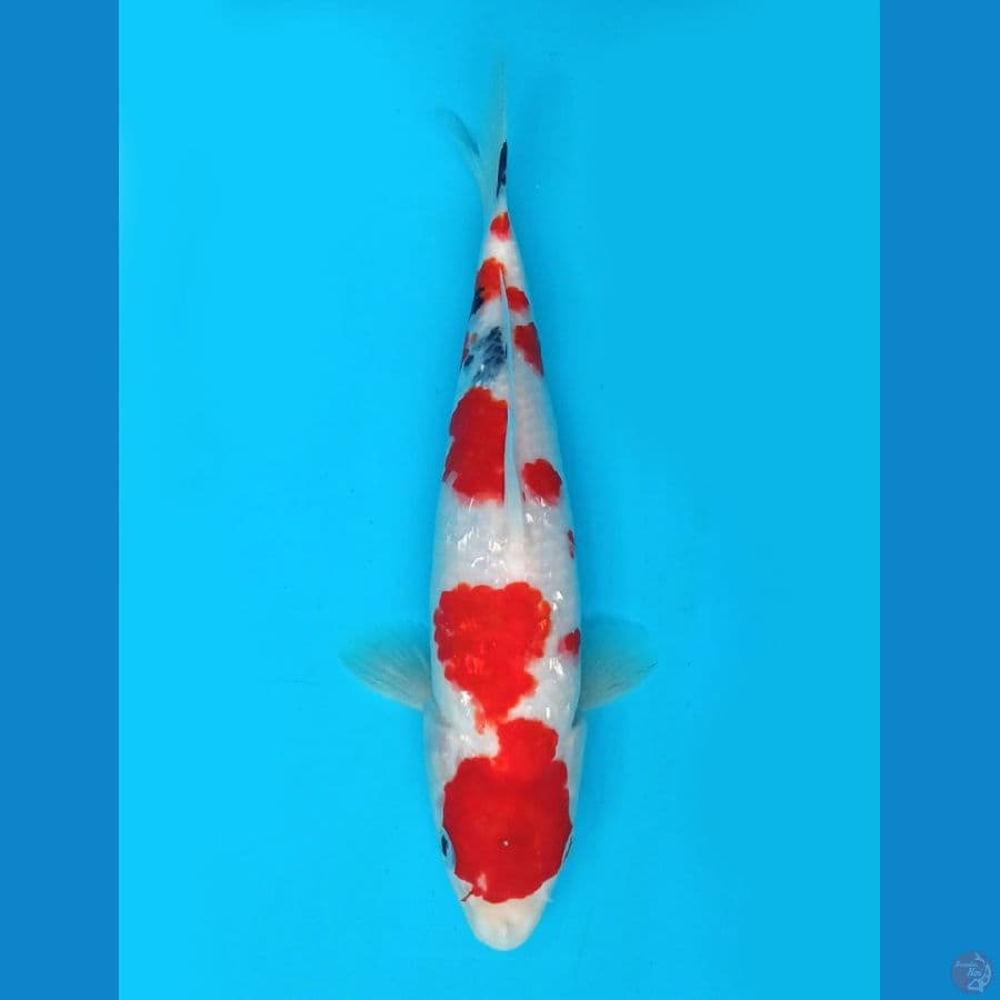 showa ginrin 25cm