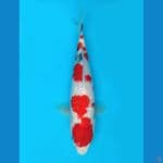showa ginrin 25cm