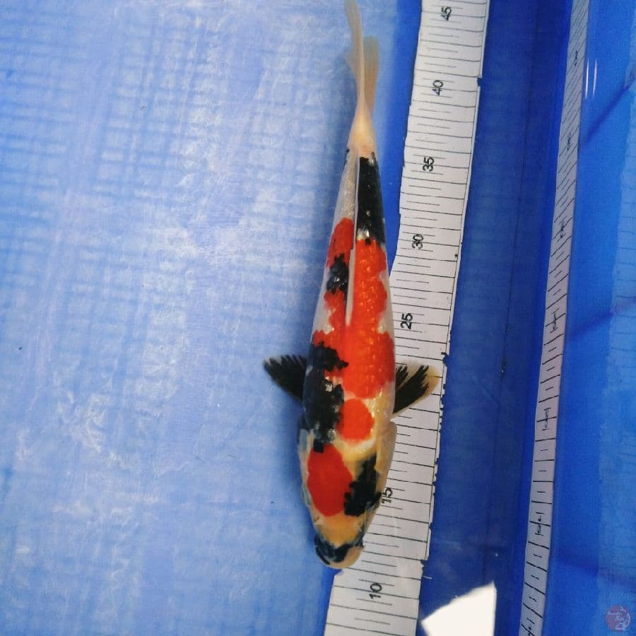showa ginrin 30 cm