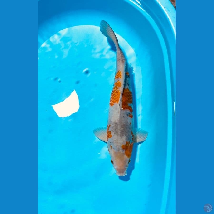 sambikoyo 45cm