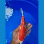 kohaku 28cm