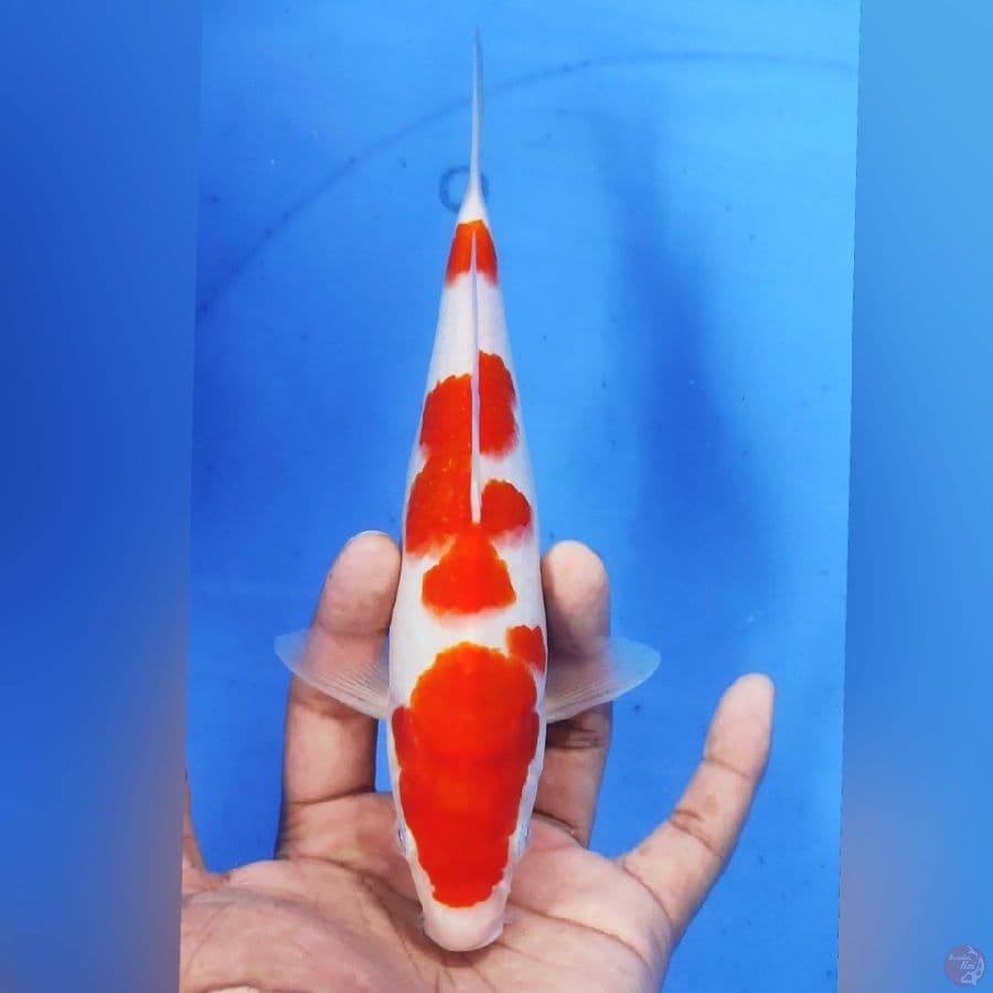 KOHAKU M22