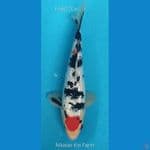 Tancho Sanke Ginrin M27Cm