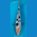 Bekko Ginrin M28Cm