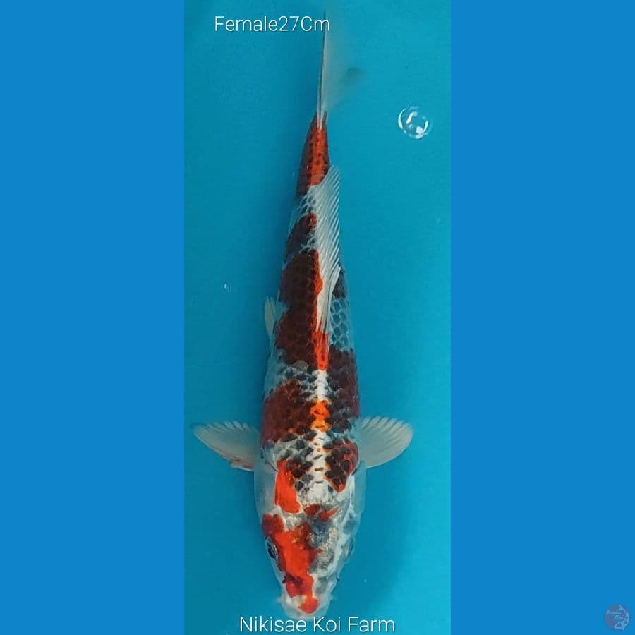 Kujaku F27Cm