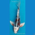 B'fly Kujaku F27Cm