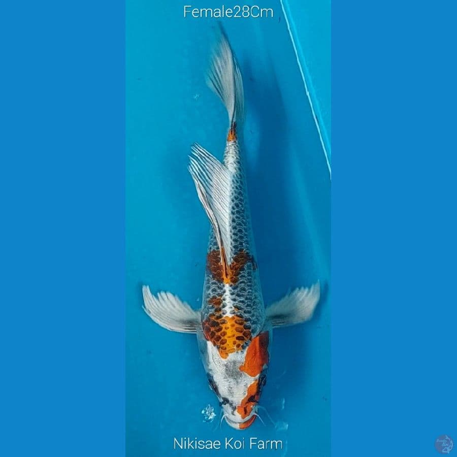 B'fly Kujaku F28Cm