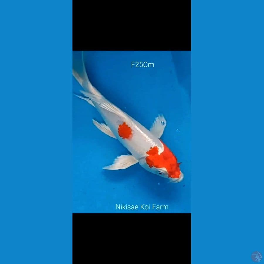 B'fly Kohaku G25Cm