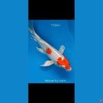 B'fly Kohaku G25Cm