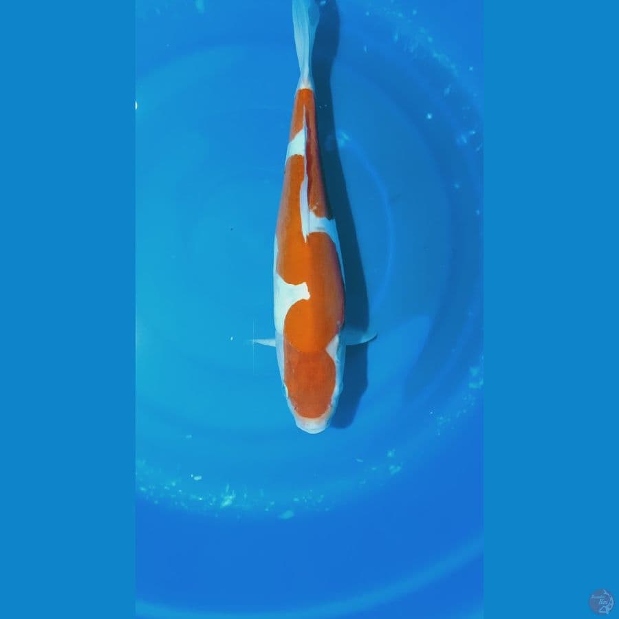 kohaku inazuma doit size 37 cm
