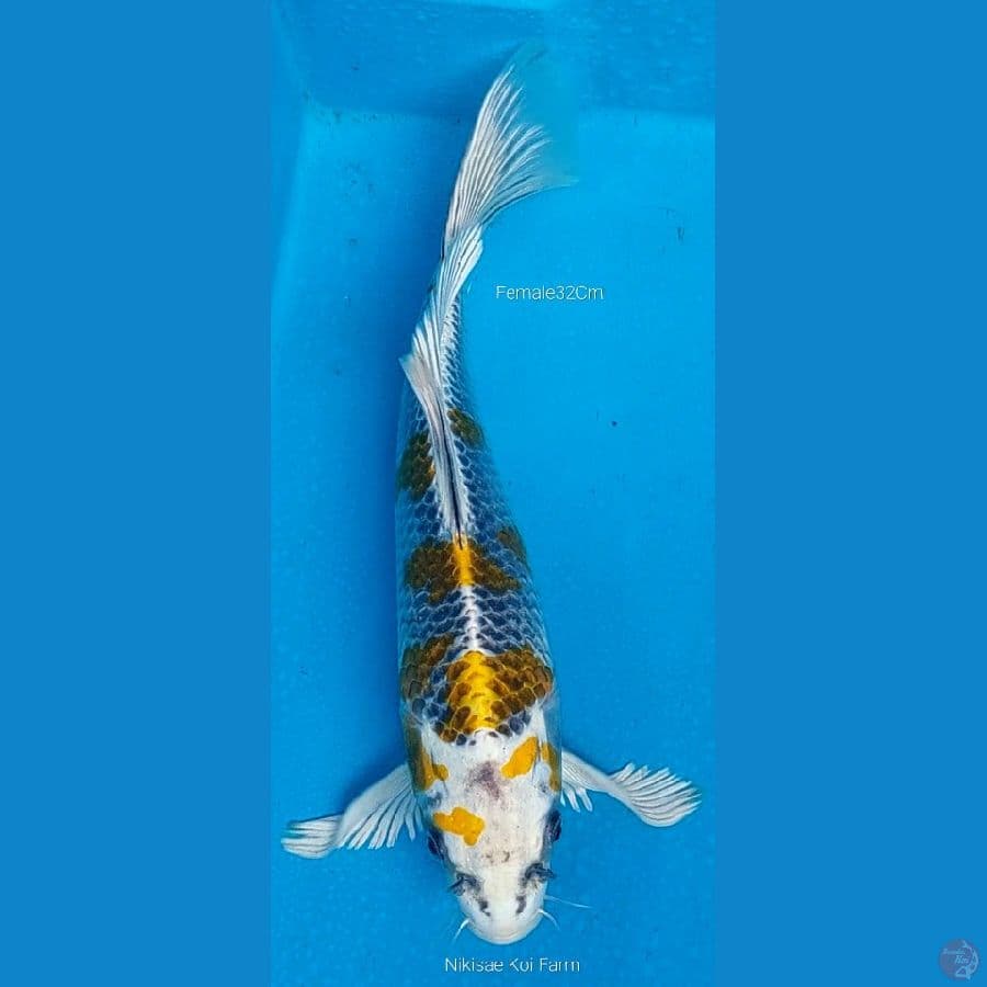 B'fly Kujaku F32Cm
