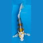 B'fly Kujaku F32Cm