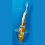Kujaku F29Cm