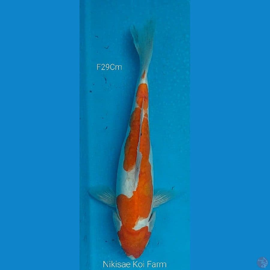Kohaku doits F29Cm