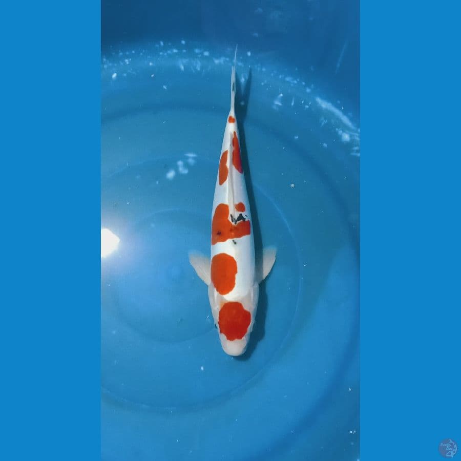 maruten sanke doit 29cm