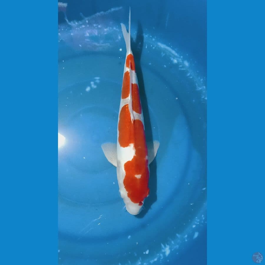 kohaku doit 37cm