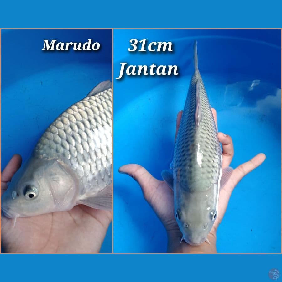 Soragoi jantan 