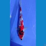 Showa Sanshoku 31cm Female 003