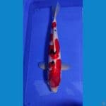 Sanke 49cm Female 005