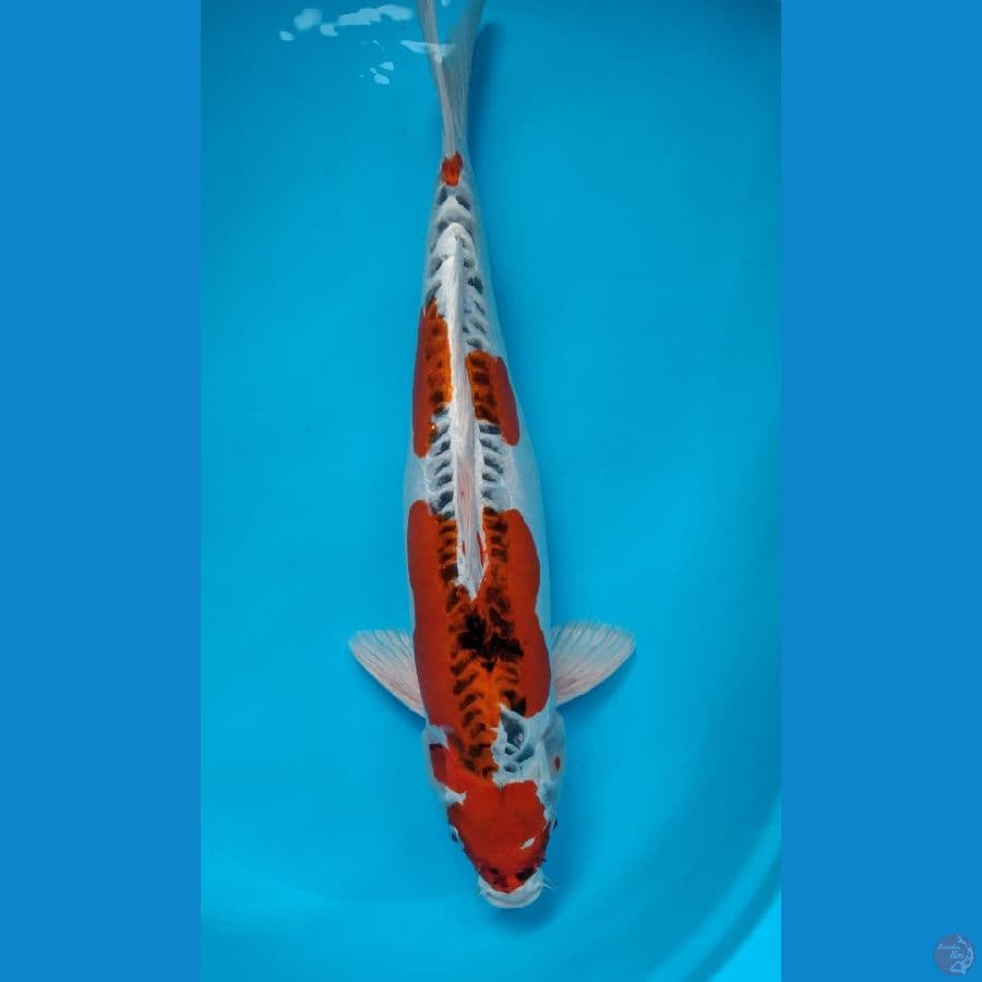 kujaku doitsu female 54 cm 