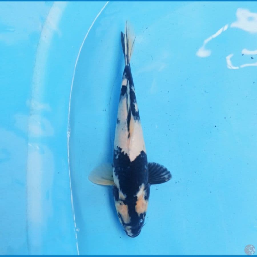 Shiro 28 cm