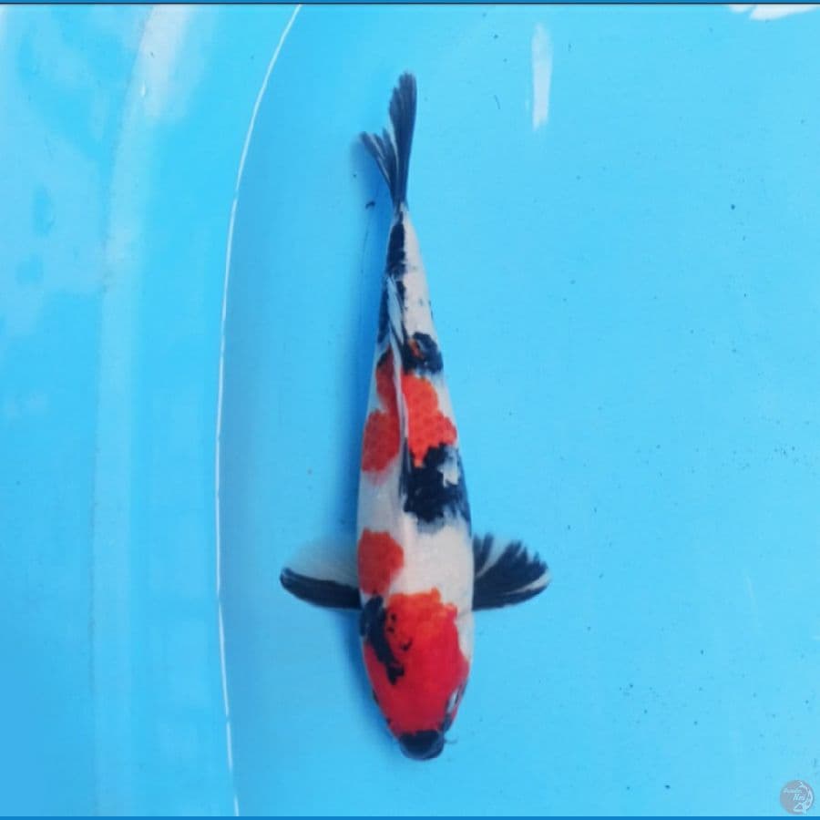 Showa 27 cm