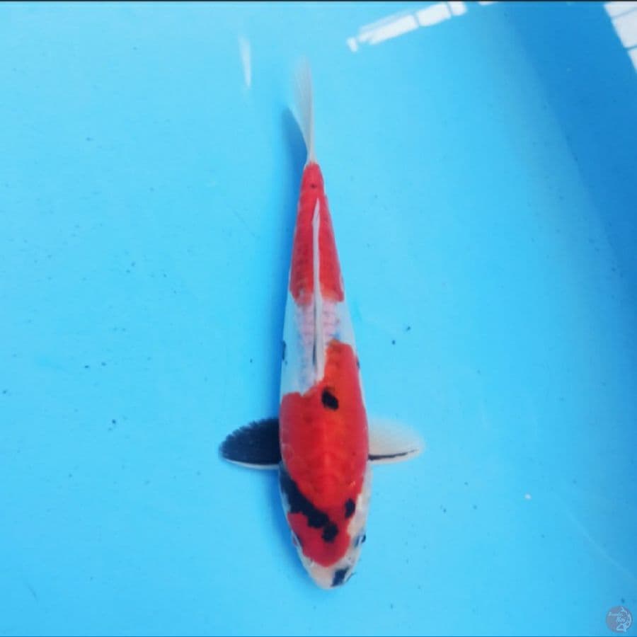Showa Doitsu 25 cm