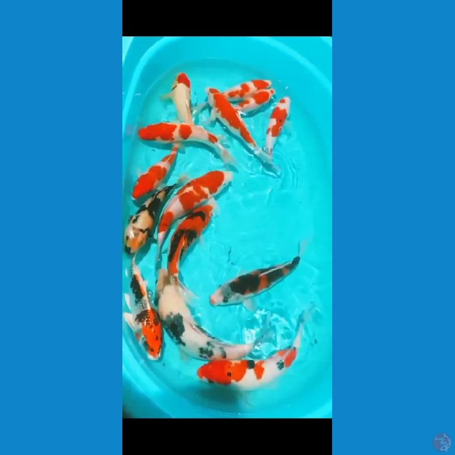 paket mix 14 ekorr 