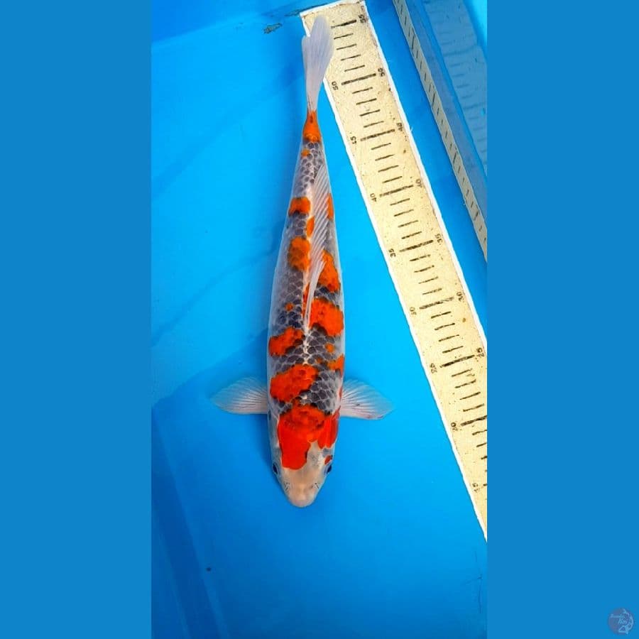 GOSIKI 37cm