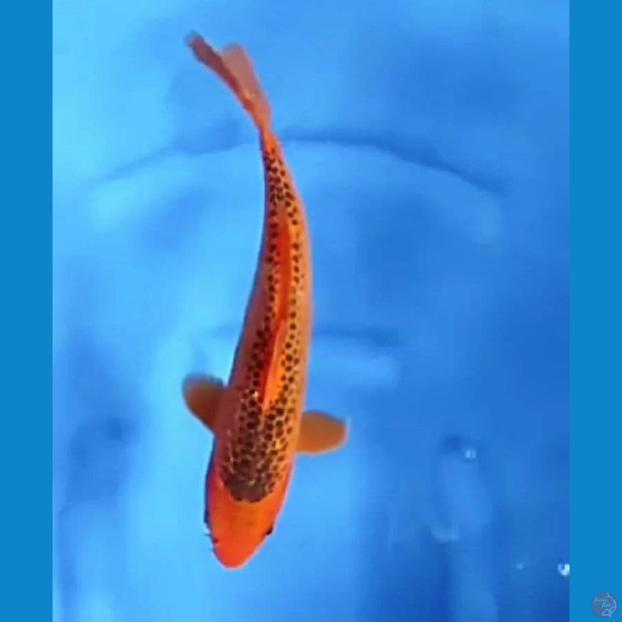 AKA MATSUBA 29CM MALE