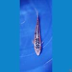 Shusui 25 cm