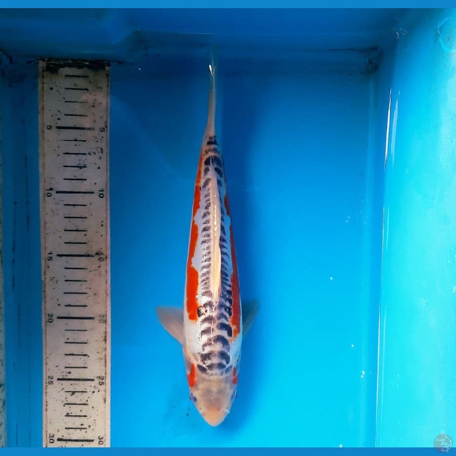 Hana shusui 28cm Male
