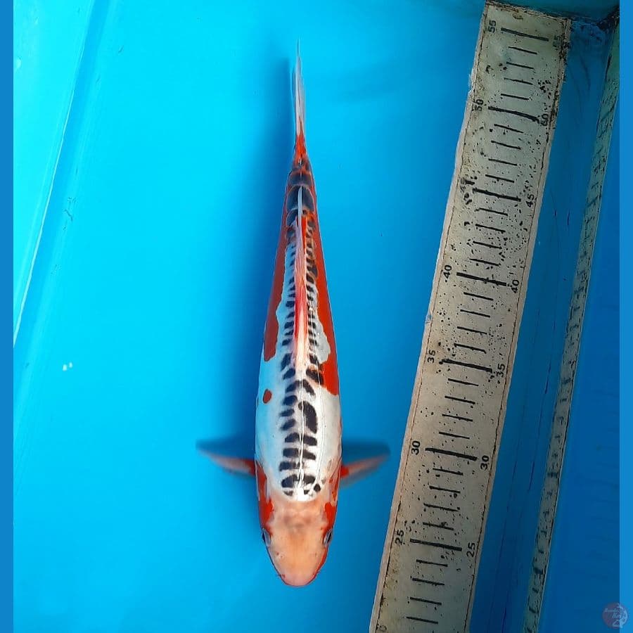 Shusui 30cm Male