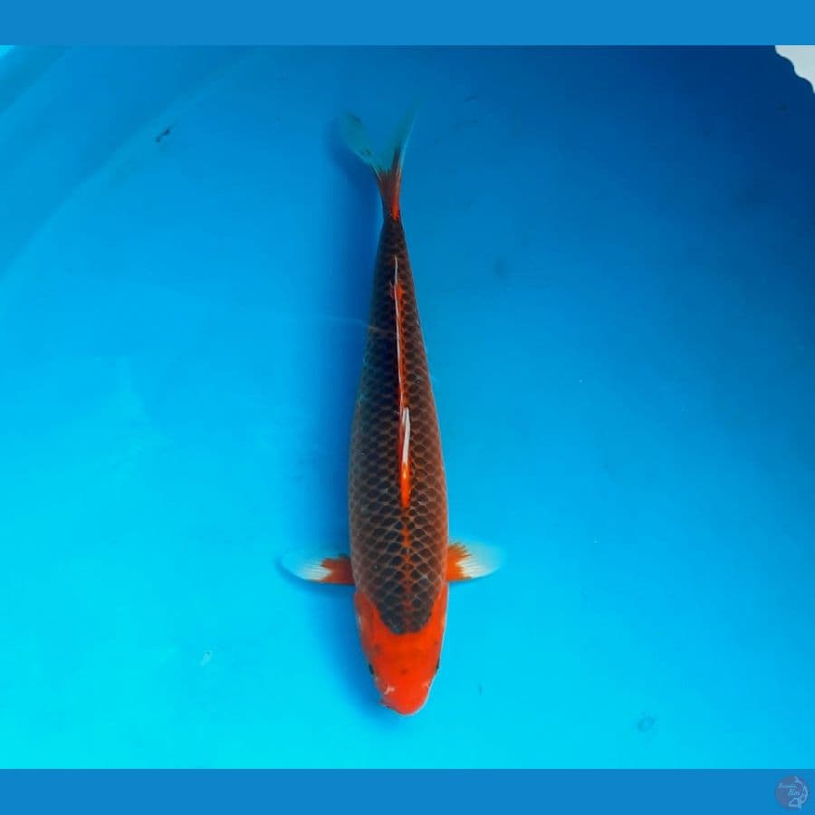Aka matsuba 36cm Male