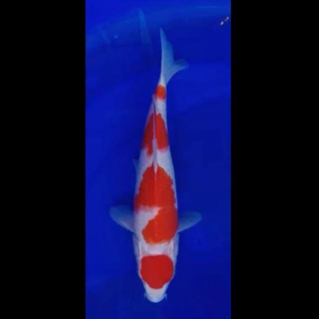 super kohaku koleksi siap show