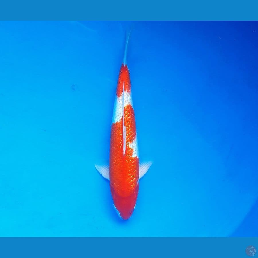 Ginrin kohaku 39cm Male