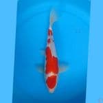 Kohaku 32cm