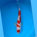 Aigoromo 33cm