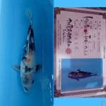 Showa isa 37cm