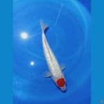 KUHAKU GINRIN 35 cm 